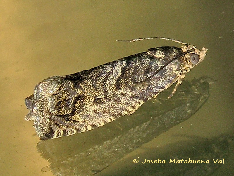 Tortricidae da id. - Cydia fagiglandana